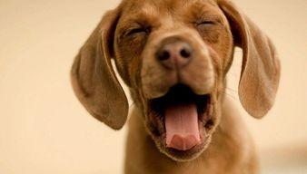 狗子队爆料的新闻,揭秘娱乐圈最新热点事件